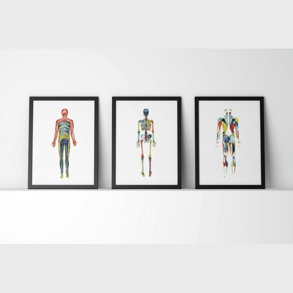 Body Systems in Red, Blue and Green Watercolor Print Set | Anatomy Art ...