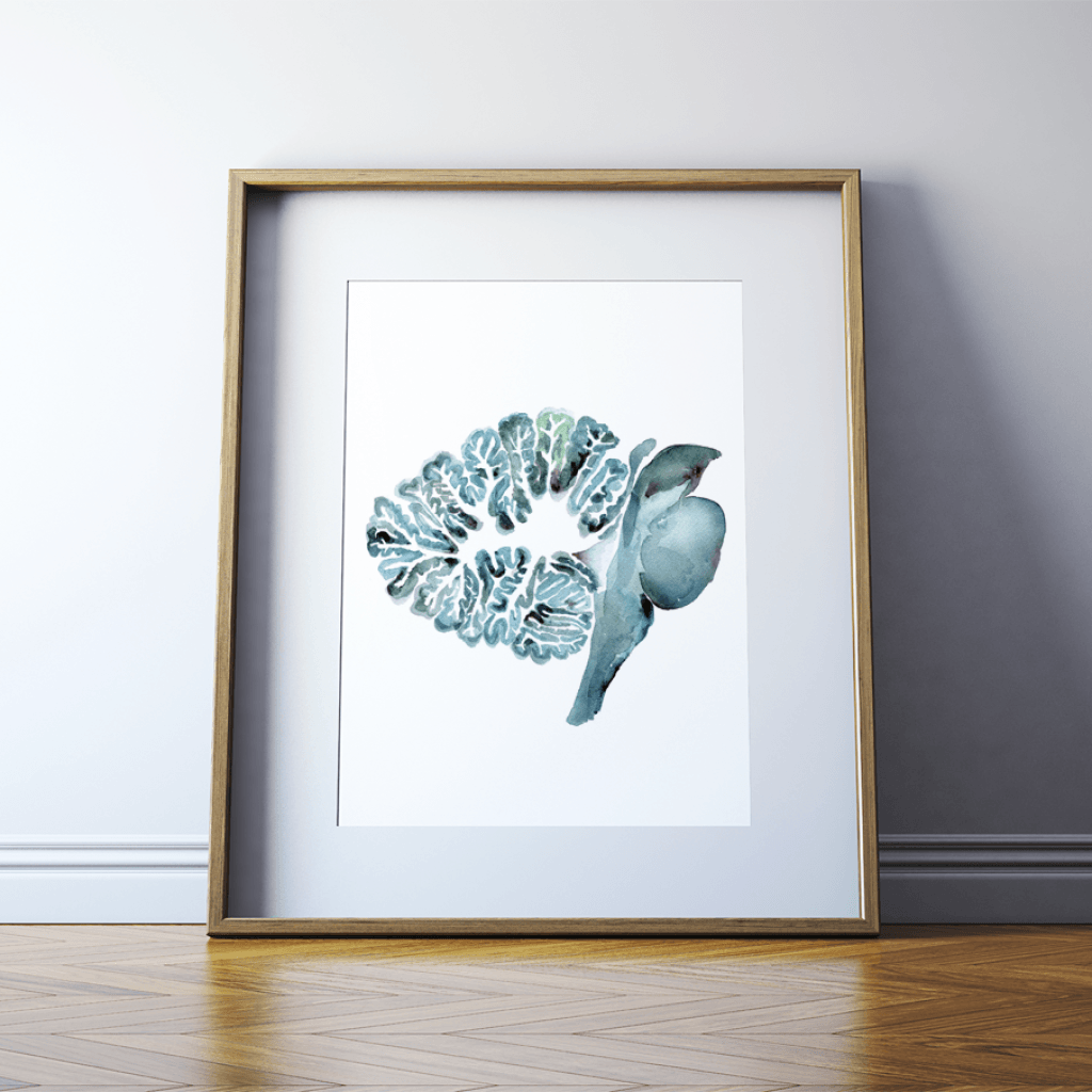 Framed anatomy art watercolor print of the Cerebellum  part of the brain In Turquoise
