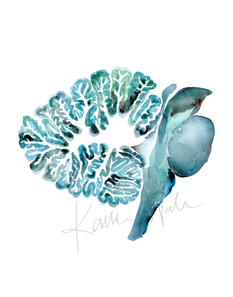 Close up of the Cerebellum In Turquoise Watercolor print