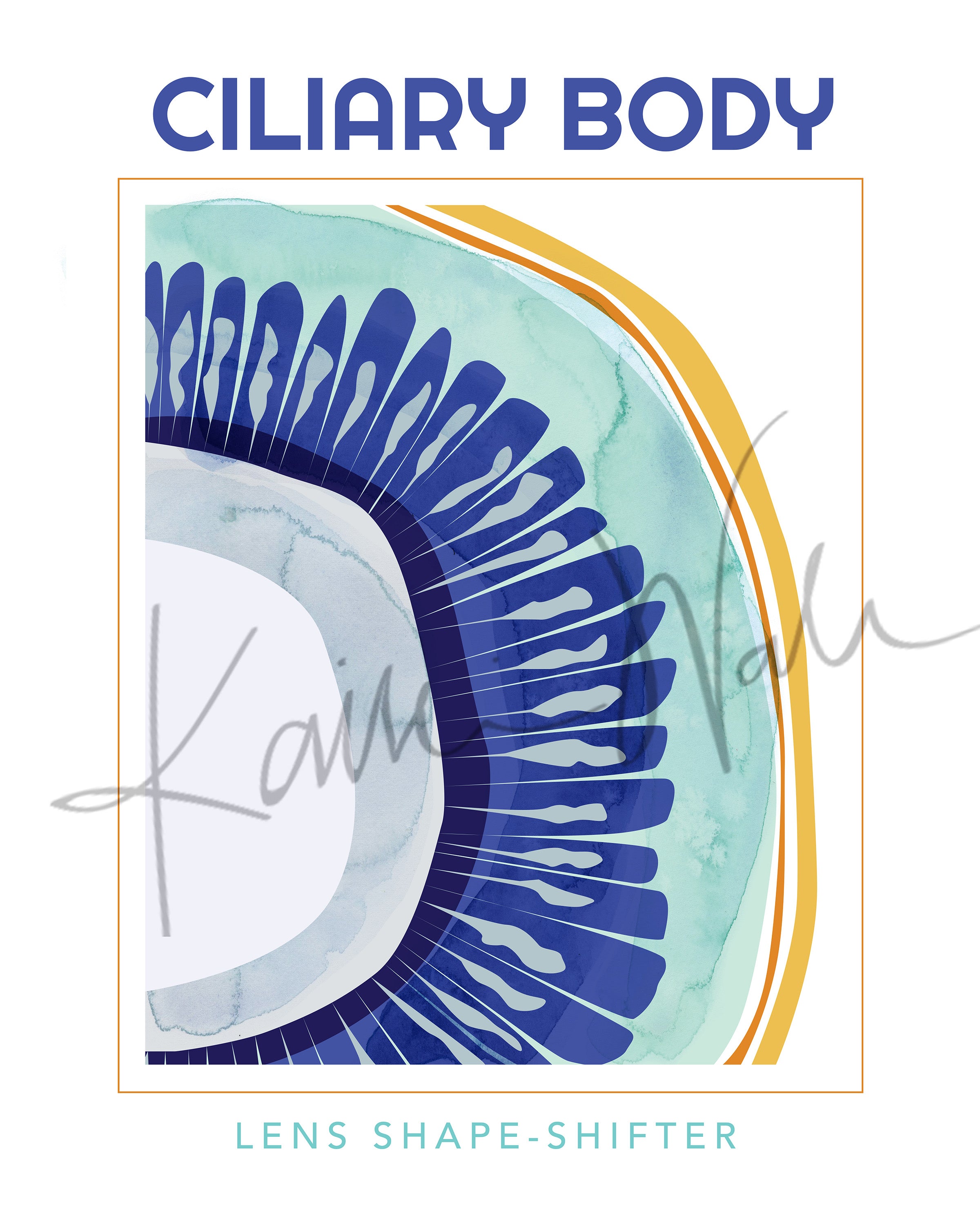 Ciliary Body Poster - LIMITED EDITION DIGITAL DOWNLOAD - Lyon Road Art