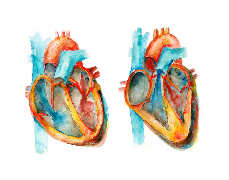 Diastole and Systole Watercolor Print - Lyon Road Art