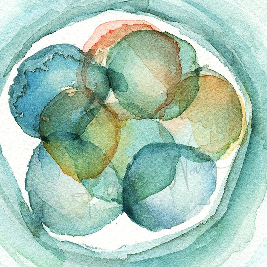 Embryo Set Of 3 Watercolor Prints Print