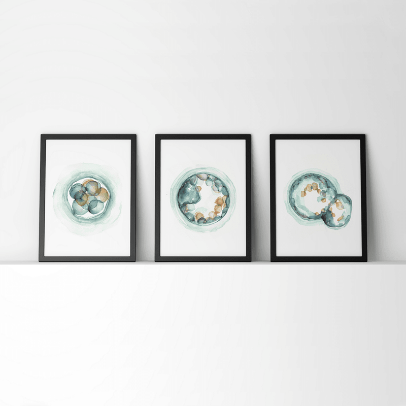 Embryo Set Of 3 Watercolor Prints Print