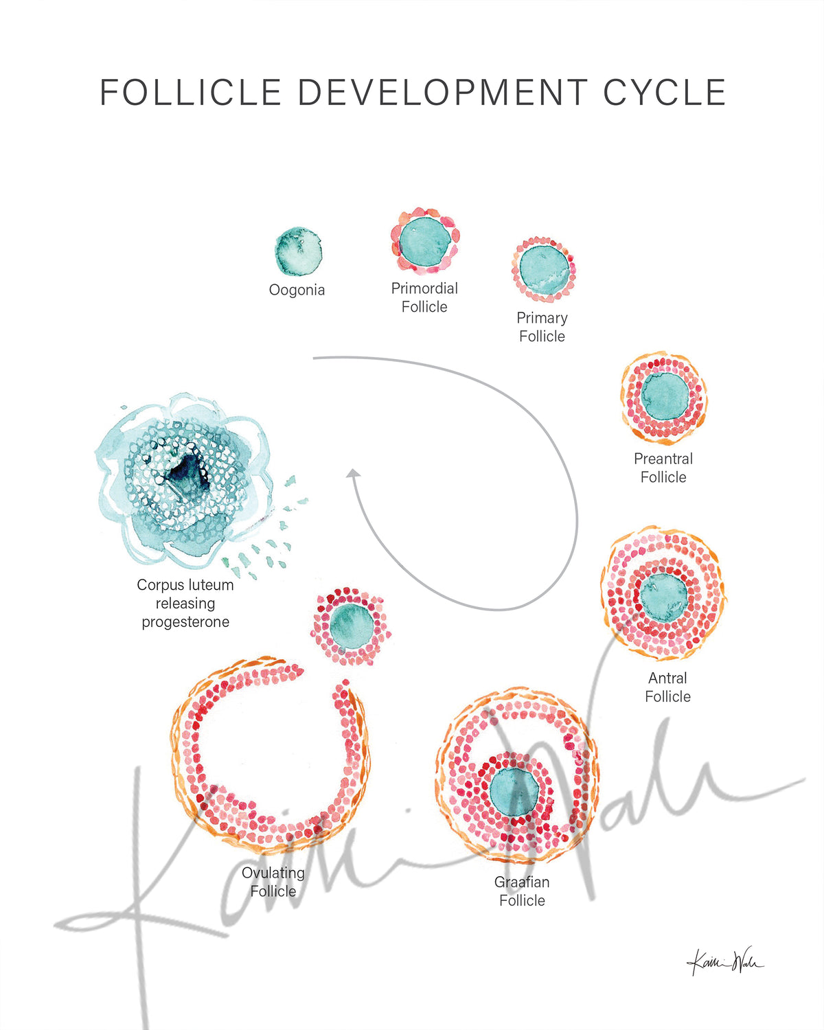 Follicle Development Cycle Watercolor Print – Lyon Road Art