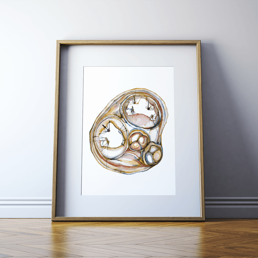 Cross Sectioned Heart Print Watercolor - ventricles - pulmonary valves - chordae tendineae- Anatomy Art