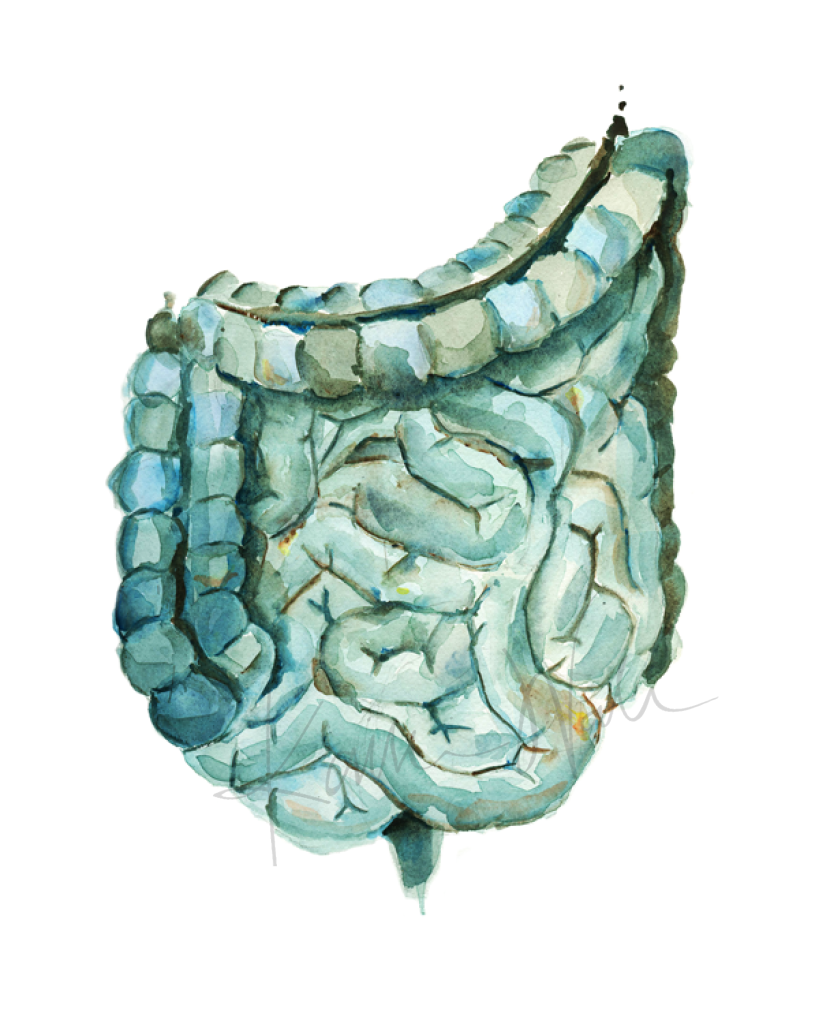 Intestines In Blue-Green Print Watercolor- anatomy art- gastrenterology- abdominal art- digestive system- gift for doctor