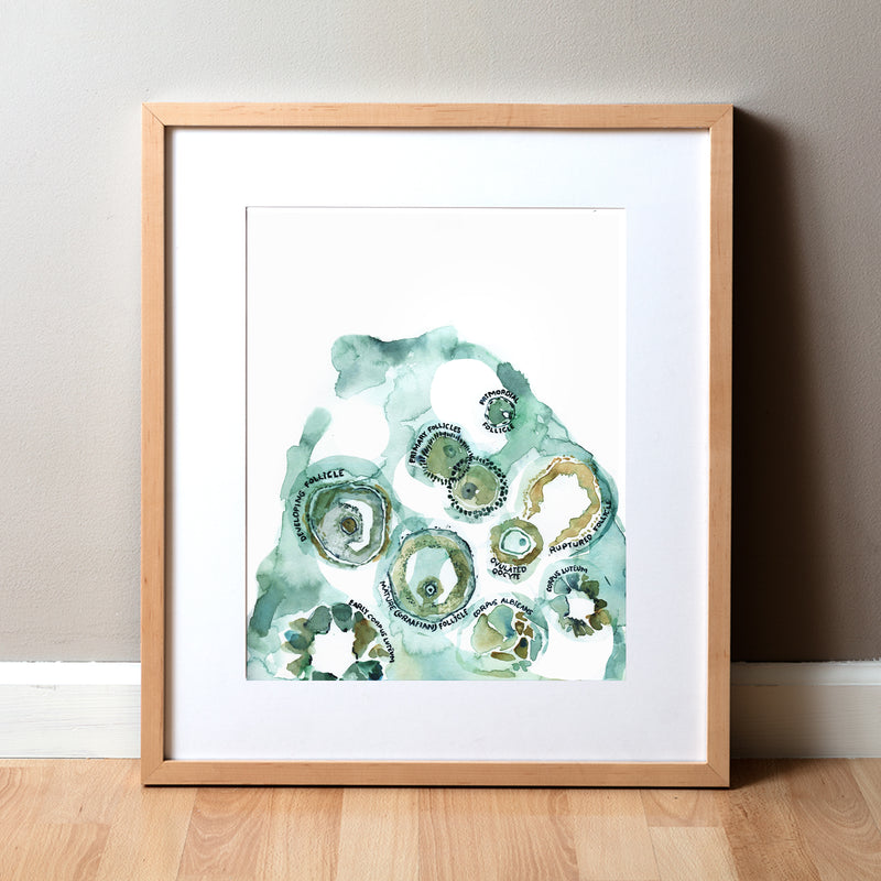 Framed watercolor painting of an ovulation cycle
