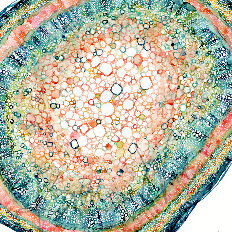 Zoomed in view of a watercolor painting of the histology of a plant leaf stem.