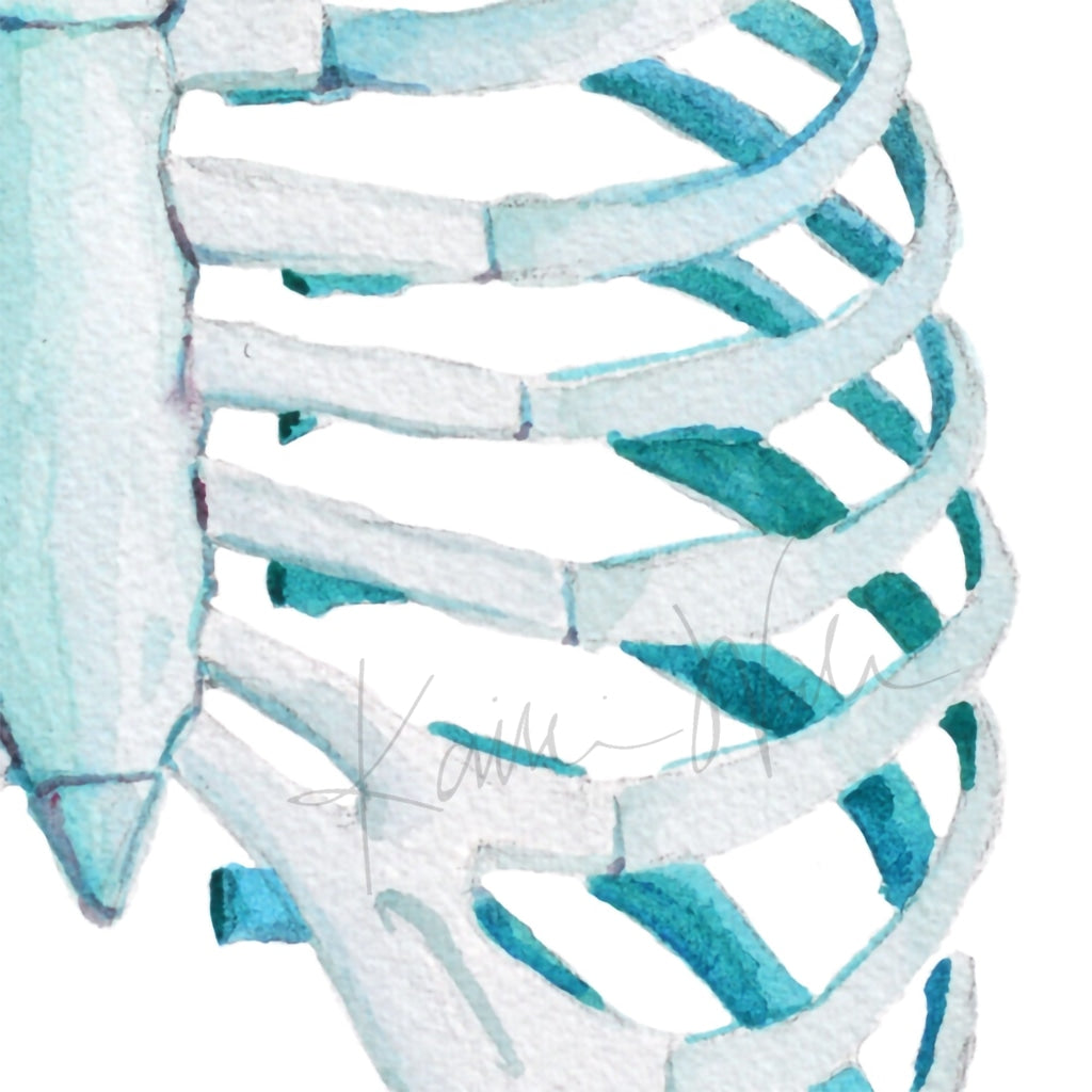 Rib Cage Print Watercolor
