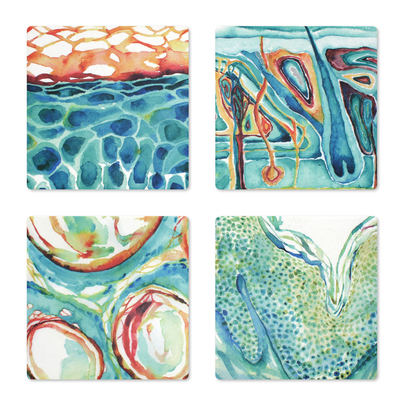 Skin Histology Ceramic Coaster Set of 4 - Lyon Road Art