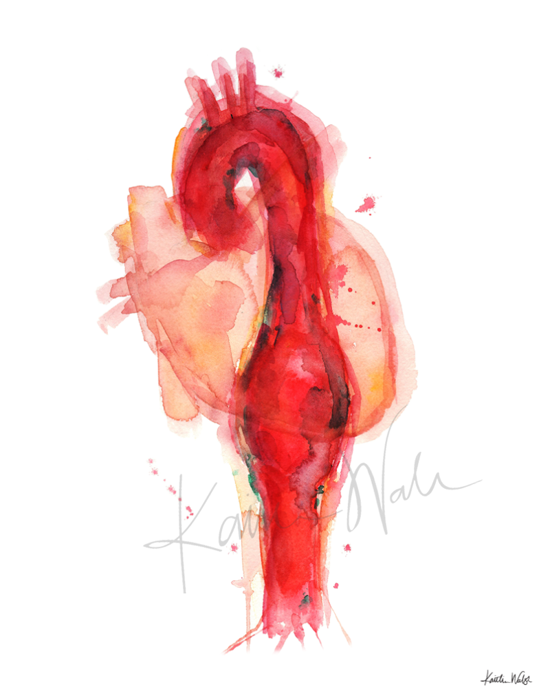 Cardiovascular Print Set Watercolor- Thoracic Cardiovascular medical art